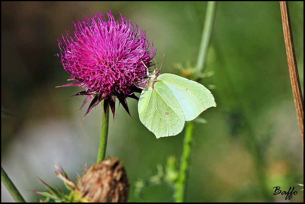Gonepteryx rhamni?